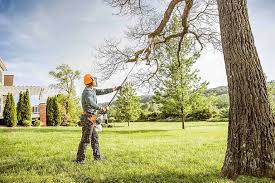 Best Tree Cabling and Bracing  in Farmington, NM