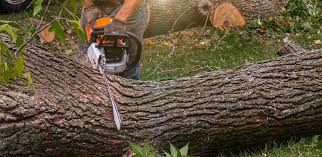 Best Fruit Tree Pruning  in Farmington, NM