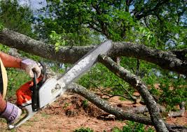 Best Arborist Consultation Services  in Farmington, NM