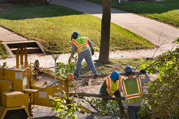 How Our Tree Care Process Works  in  Farmington, NM