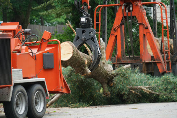 Best Tree Health Inspection  in Farmington, NM