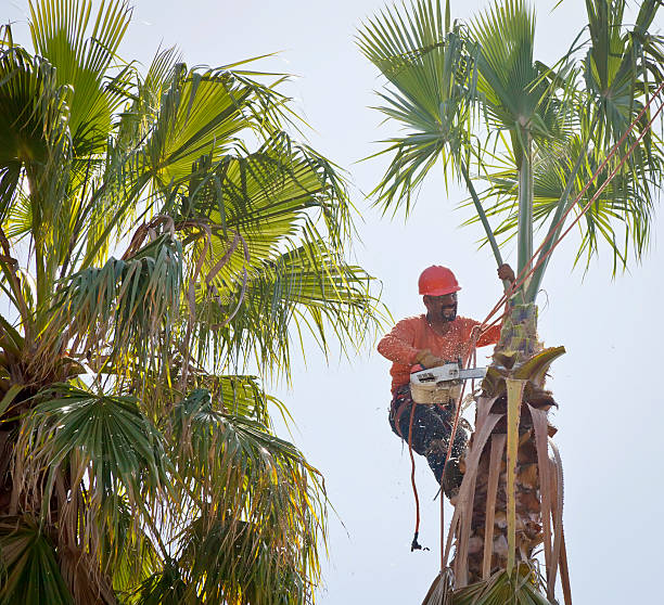 Best Tree and Shrub Care  in Farmington, NM